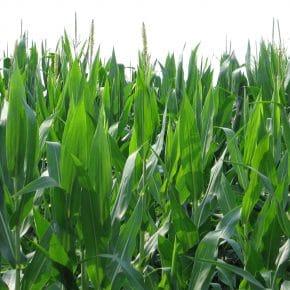 A field of corn depicting what biomass is.