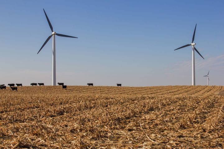A field used for both wind turbines and agriculture.