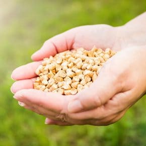 Wood pellets are one of the main biomass examples.