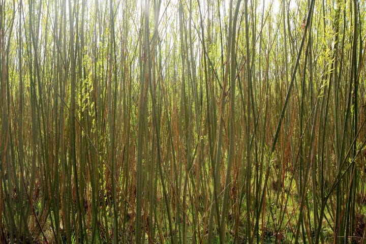 Willow trees grown for biomass energy production.